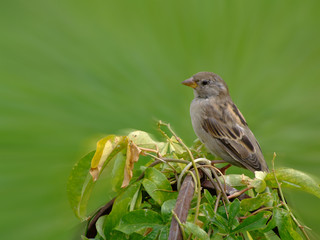 Vogel
