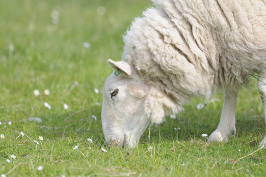 mouton shetland