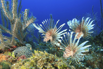 Common Lionfishes