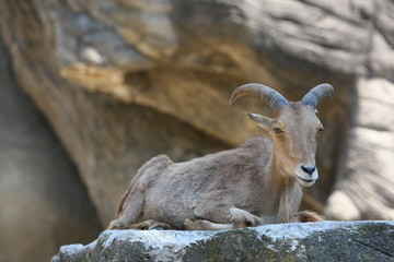 Steinbock