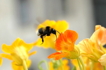 Bumblebee