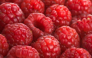 Red raspberry