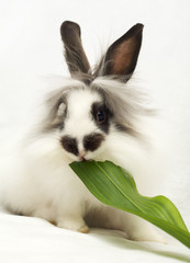 Beautiful dwarfish rabbit