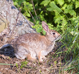 bunny eating grass