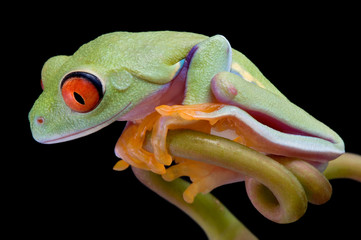 Red-eyed tree frog looking down