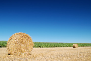 Ball of corn straw in a field with blue sky