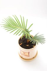 Little palm