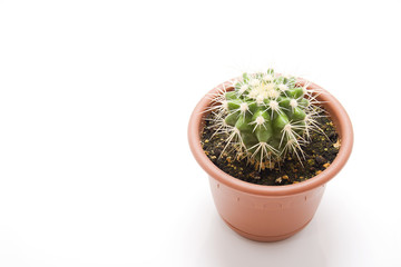 Little cactus