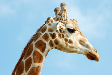 Closeup of giraffe's head against blue sky