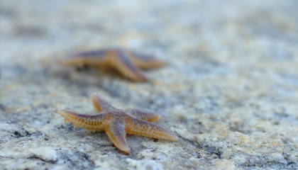 Starfishes