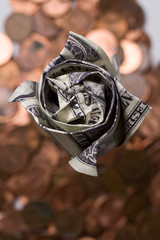 Dollar rose and coin dirt closeup