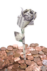 Dollar rose and coin dirt isolated