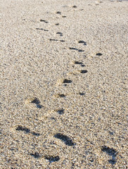 Fototapeta na wymiar Footprints on Seashell Beach