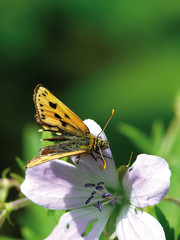 The butterfly sitting on a flower. Summer. Village.