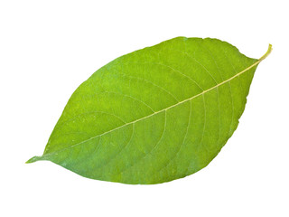 Fototapeta na wymiar Single green leaf against the white background