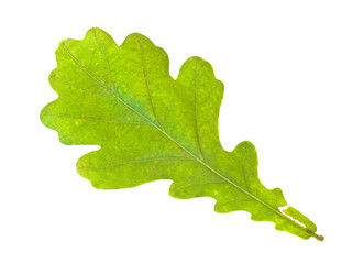 Single green oak leaf against the white background