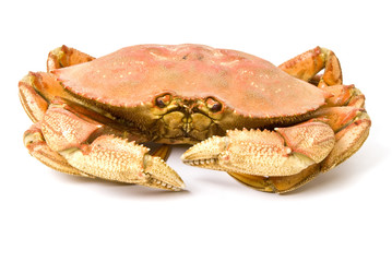 Steamed Dungeness Crab Isolated on White