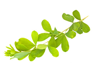 Green leaves against the white background