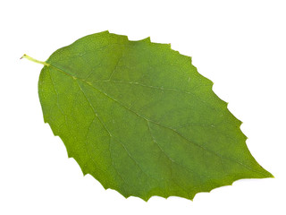 Fototapeta premium Single green leaf against the white background
