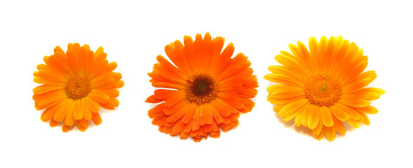 Flowers of a calendula