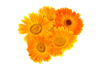 Flowers of a calendula