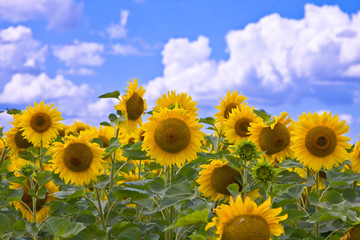 Sunflowers in a field on a background of the sky with clouds