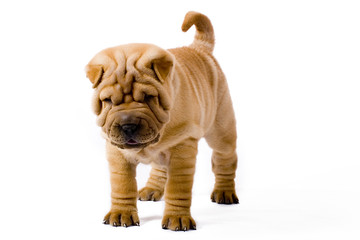 Funny sharpei