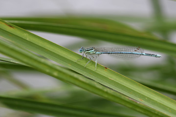 Agrion à larges pattes