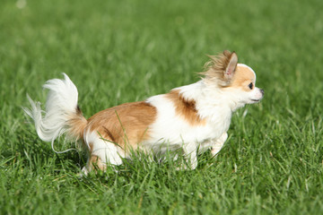 chihuahua en course