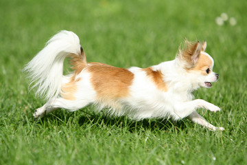 chihuahua en course