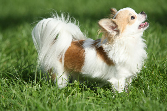 Chihuahua