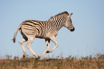 Galloping Zebra