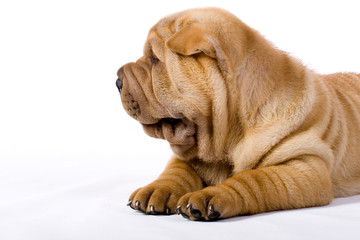 Obraz premium Funny sharpei