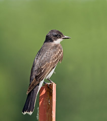 Kingbird