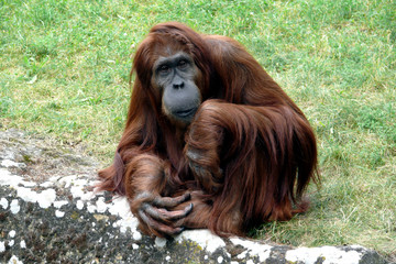 Orang-Utan