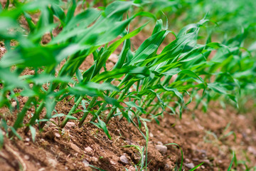 Row of corn on an agricultural field.