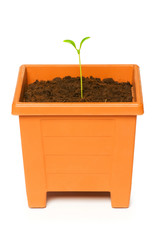 Green saplings growing in the clay pot