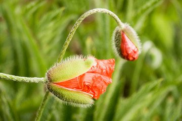 red poppy