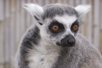 Ring Tailed Lemur