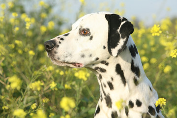 Dalmatien dans un champs de fleurs
