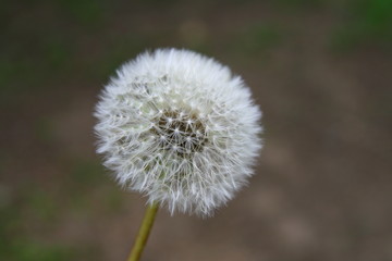 Obraz premium wish dandelion