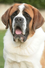 Saint Bernard