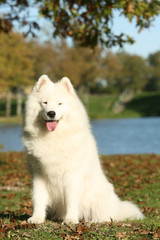 Samoyede