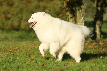 Samoyede en course