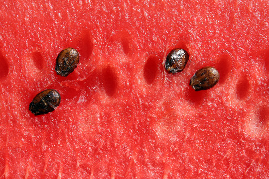 Watermelon fruit close-up shot 