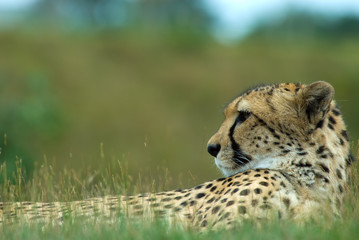 close-up of a beautiful cheetah (Acinonyx jubatus)