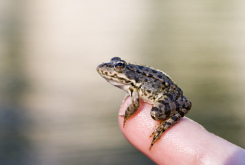 Frog in finger