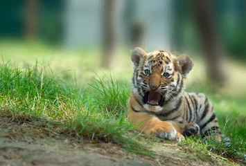 Printed kitchen splashbacks Tiger cute siberian tiger cub (Tiger Panthera tigris altaica)