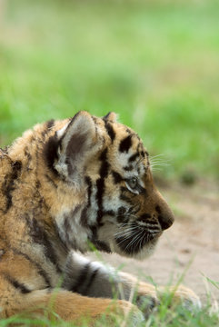 cute siberian tiger cub (Tiger Panthera tigris altaica)