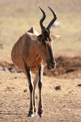 Naklejka na ściany i meble Red Hartebeest Antelope